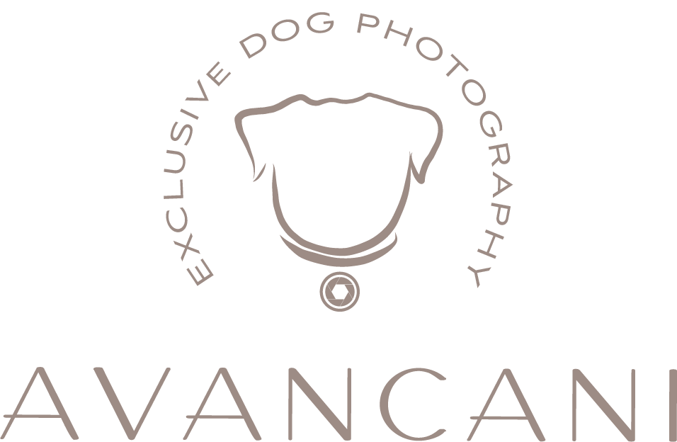 avancani logo