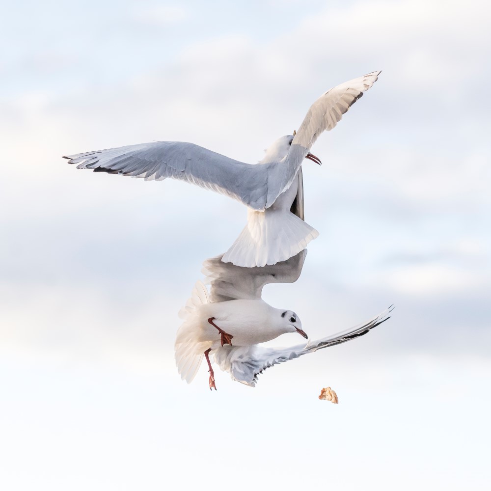 Tom Fricker Fotografie Möwen cotedazurich