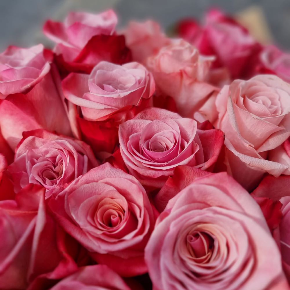 valse des roses rosen pink rosen und orchideen zuerich cotedadzurich