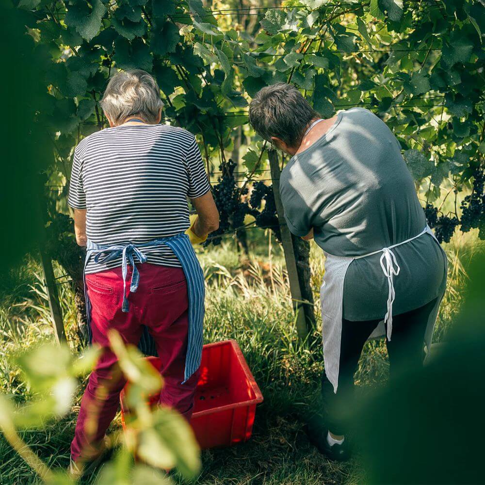 Landolt Weine Wümmet Weinlese Zuerich cotedazurich