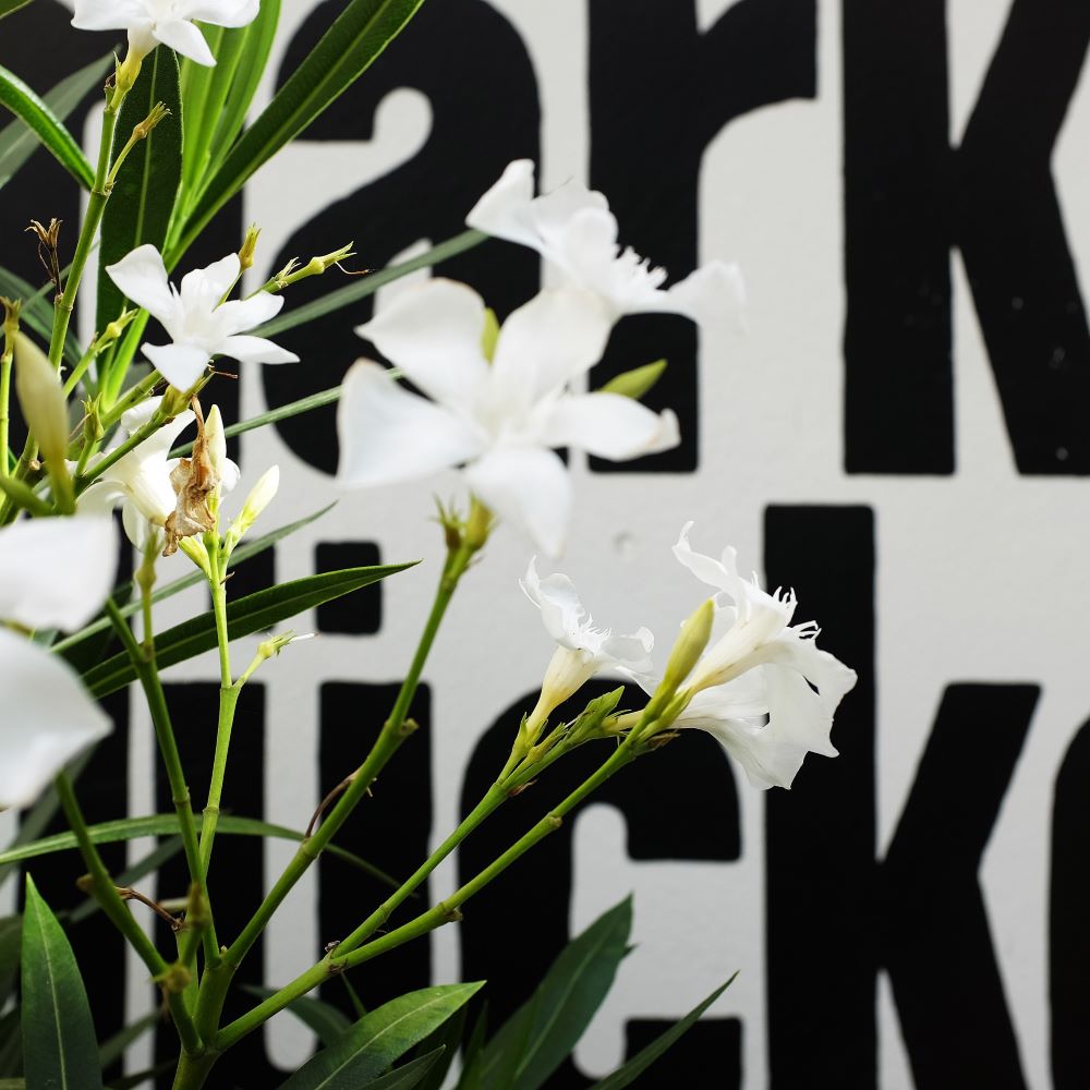 Marktlücke Schriftzug Blumen Zuerich cotedazurich