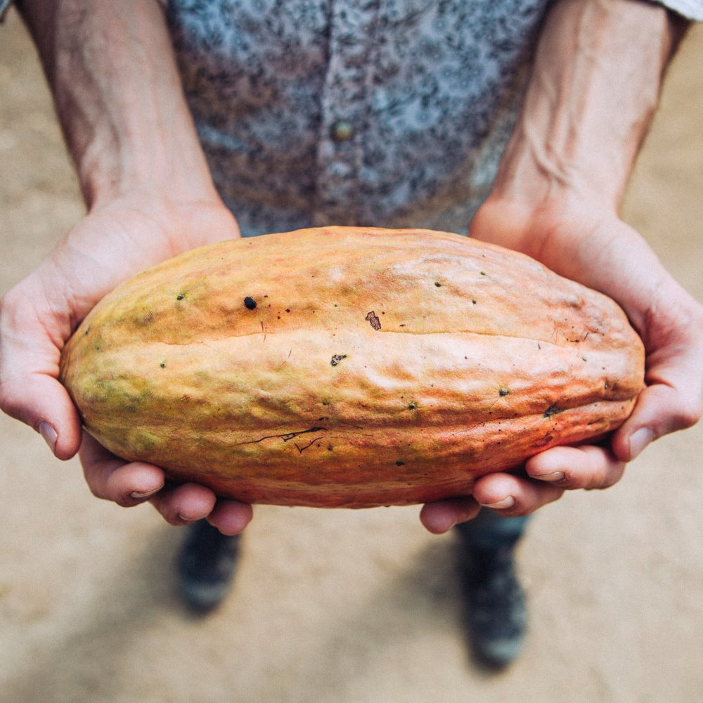 laflor rio sinú colombia cacao fruit zürich cotedazurich